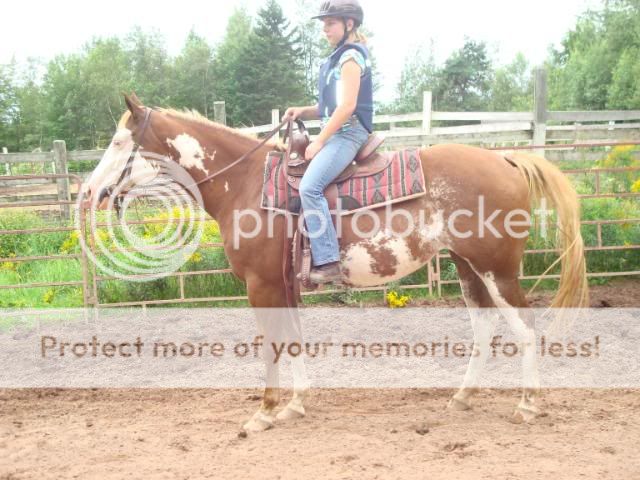 APHA Mare LADYSFIRSTCHECK DSC01425