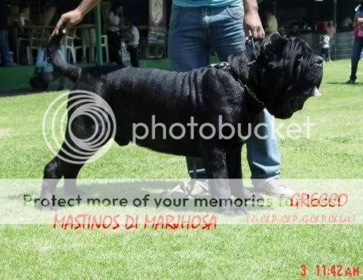 MASTINES DI MARJHOSA  (FOTO espero que sea de su agrado ) Copiadegreccochlat-1