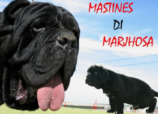 5to MATCH DEL MASTINO NAPOLETANO ( [color=red]SERA TODO UN EXITO [/color]) Dsdsd