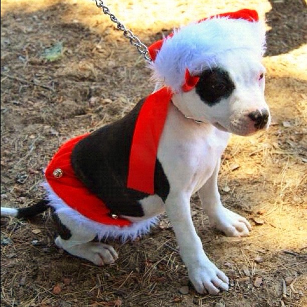 Staffy Santa 228228_10151104955732757_229470855_n_zpsa3863a22