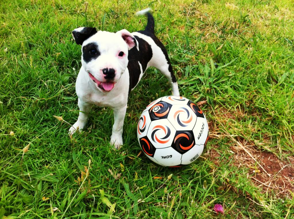 Staffies with balls - Page 2 IMG_0684_zpsdd6b751f