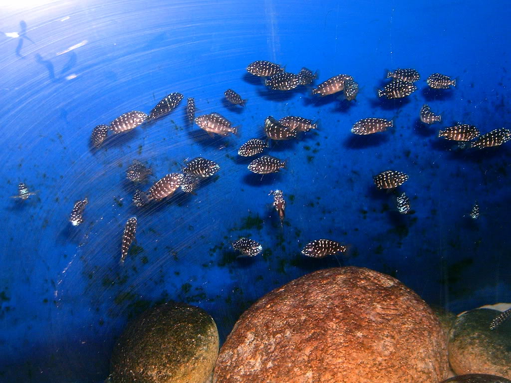 MI ACUARIO CON TROPHEUS DUBOISIS Misimagenes004