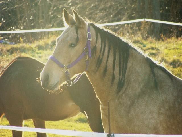 Spirit, Qh, buckskin - Page 6 16novembre2009004