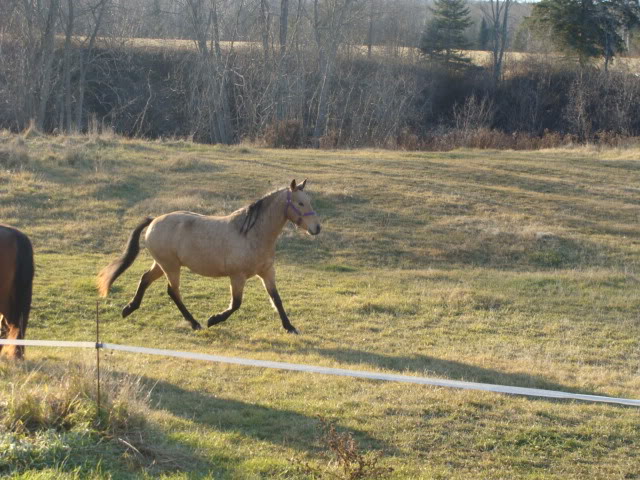 Spirit, Qh, buckskin - Page 6 16novembre2009007