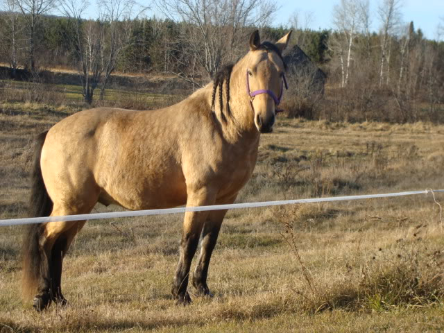 Spirit, Qh, buckskin - Page 6 16novembre2009009