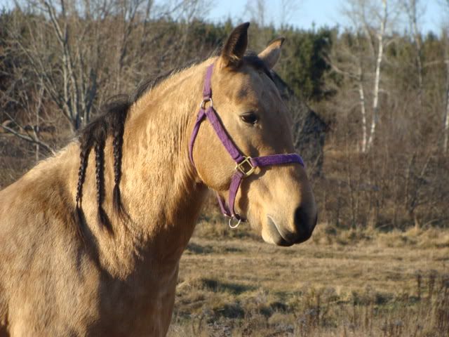 Spirit, Qh, buckskin - Page 6 16novembre2009010