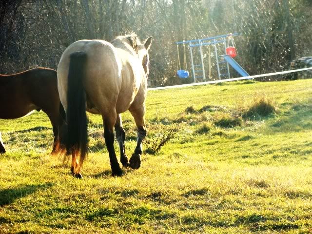 Spirit, Qh, buckskin - Page 6 16novembre2009014