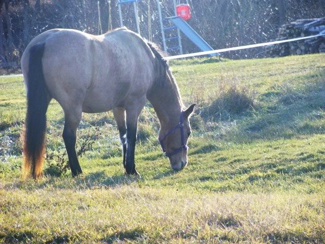 Spirit, Qh, buckskin - Page 6 16novembre2009016