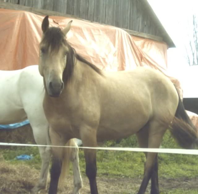 Spirit, Qh, buckskin 8aout2007miseaupr0013