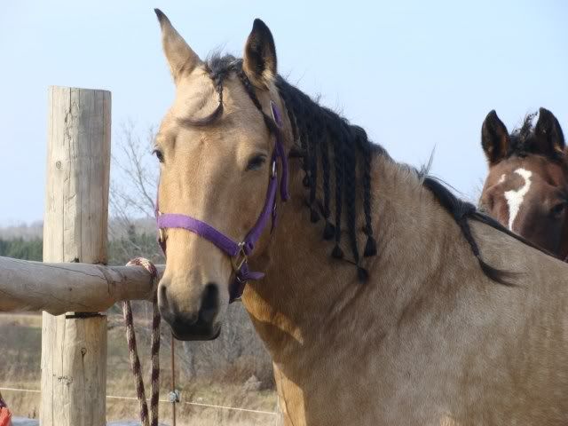 Spirit, Qh, buckskin - Page 6 9novembre2009004