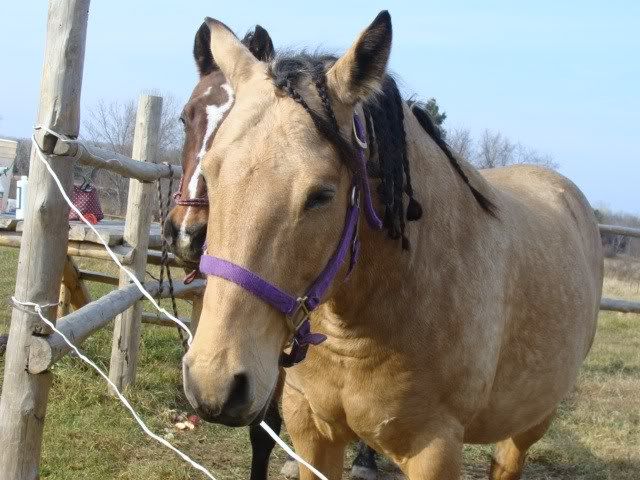 Spirit, Qh, buckskin - Page 6 9novembre2009009