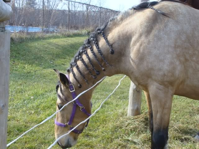 Spirit, Qh, buckskin - Page 6 9novembre2009010