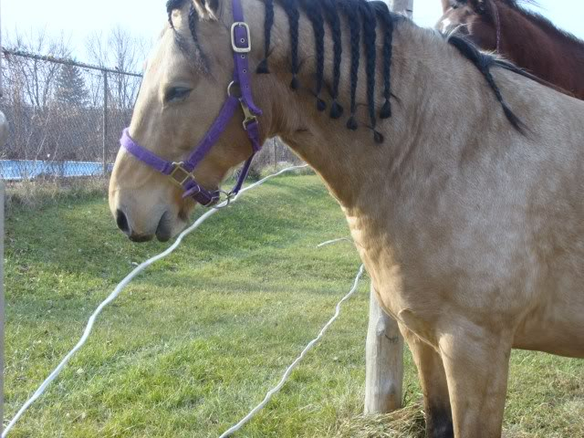 Spirit, Qh, buckskin - Page 6 9novembre2009011