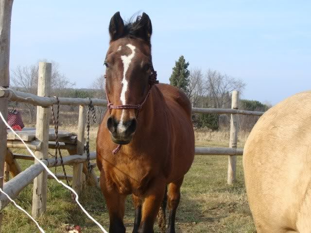 Spirit, Qh, buckskin - Page 6 9novembre2009013