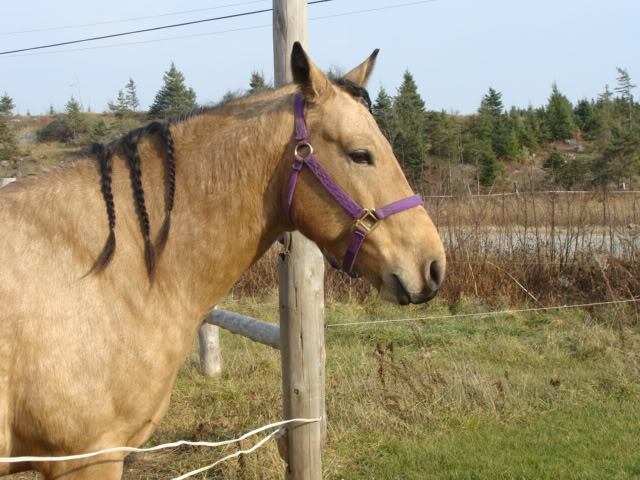 Spirit, Qh, buckskin - Page 6 9novembre2009014