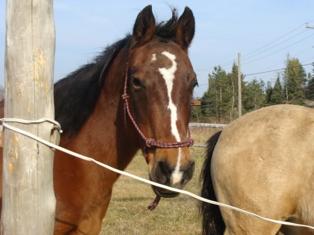 Spirit, Qh, buckskin - Page 6 9novembre2009015