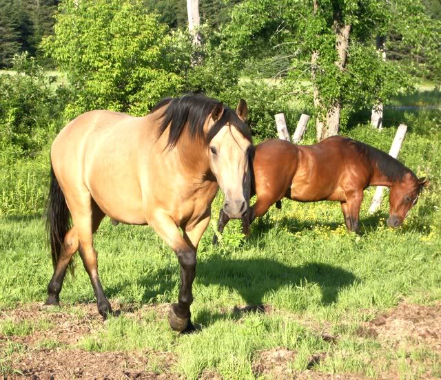 Spirit, quater horse et mon vieux pet de 23 ans! Chevaux24juin20080015