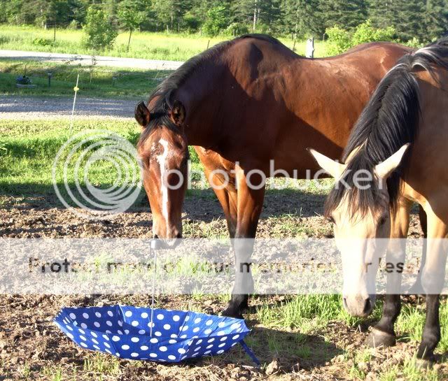 Spirit, quater horse et mon vieux pet de 23 ans! Chevaux24juin20080018