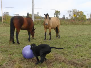 Spirit, Qh, buckskin DSC00042