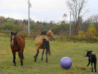 Spirit, Qh, buckskin DSC00045