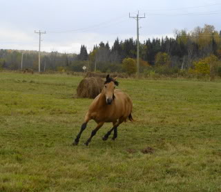 Spirit, Qh, buckskin DSC00046