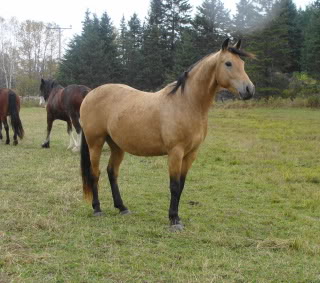 Spirit, Qh, buckskin DSC00050