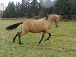 Spirit, Qh, buckskin DSC00051