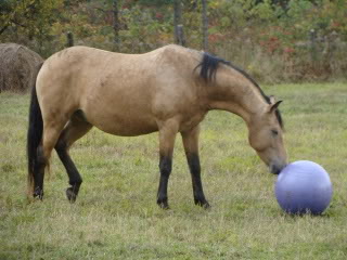 Spirit, Qh, buckskin DSC00053