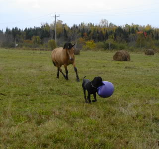 Spirit, Qh, buckskin DSC00072