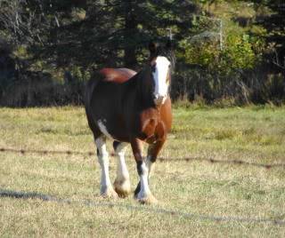 Pas un canadien mais une Clydesdale a vendre! (VENDU) DSC00088