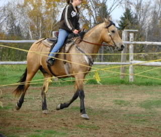 Spirit, Qh, buckskin DSC00115