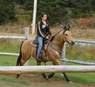 Spirit, Qh, buckskin DSC00124