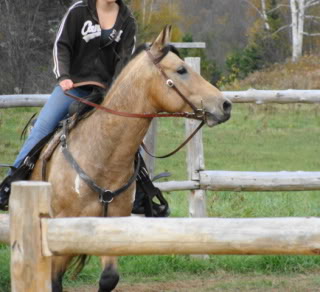 Spirit, Qh, buckskin DSC00138