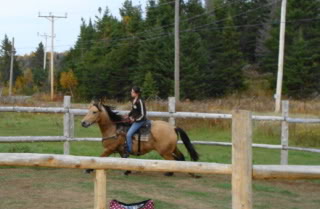 Spirit, Qh, buckskin DSC00152