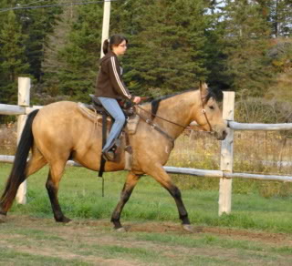 Spirit, Qh, buckskin DSC00168