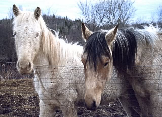 Spirit, Qh, buckskin Photo12542462new1do