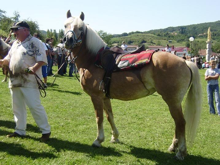 Haflinger - Page 3 P8170240-2