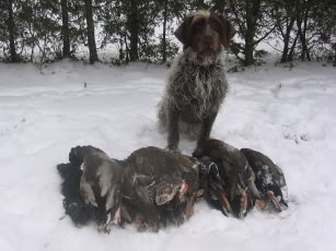 photo chien de chasse IMG_0538_1