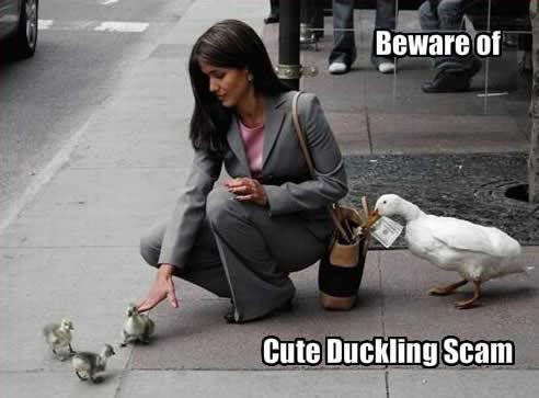 Funny Pics Cute-duckling-scam