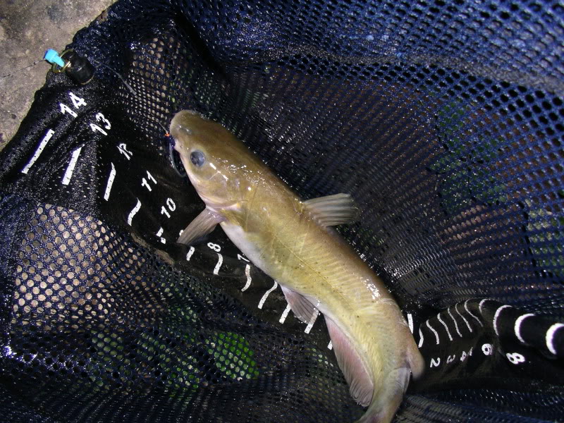 Golden Bonefish under the trees Day 3 IMGP2695