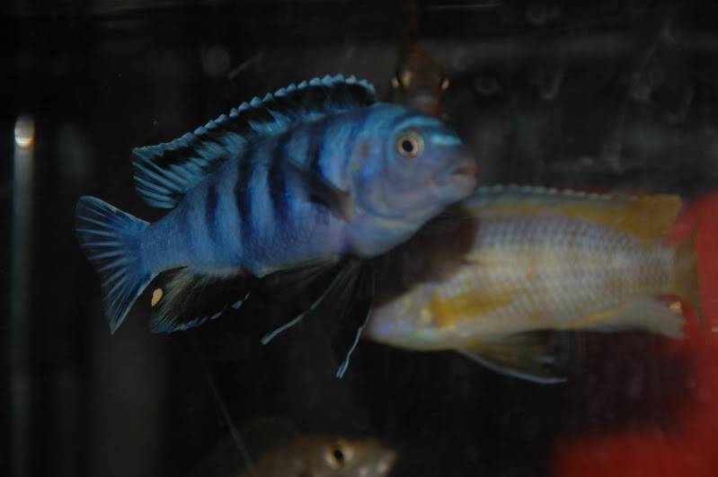 Malawi fishes for sale 001-2