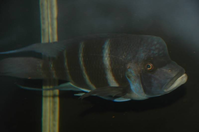 Cichlids for sale 002-7