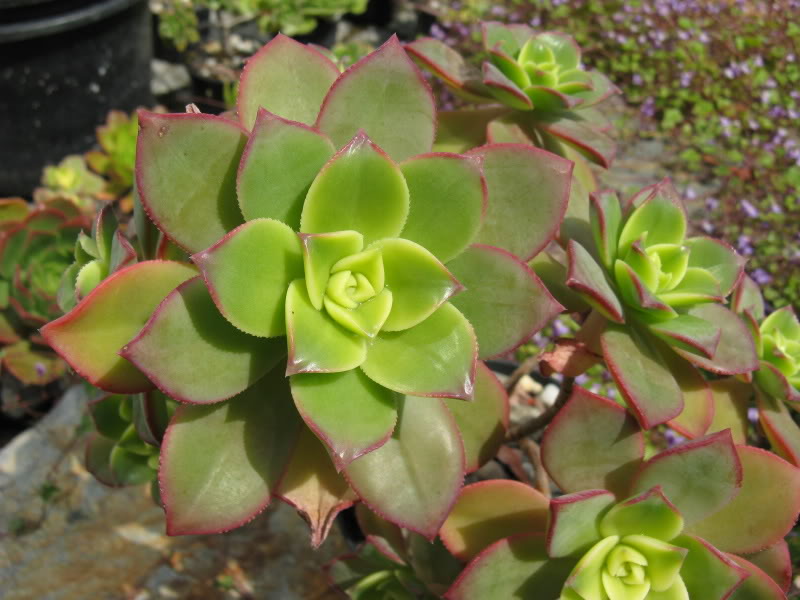 kiwi - [Aeonium ' Kiwi ' ] en fleurs AeoniumKiwi17-5-201012-39-52