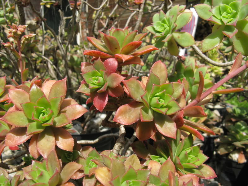 kiwi - [Aeonium ' Kiwi ' ] en fleurs Aeoniumhaworthii16-5-201014-21-19