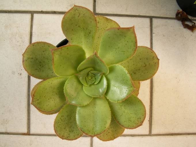 Aeonium identification PICT1325