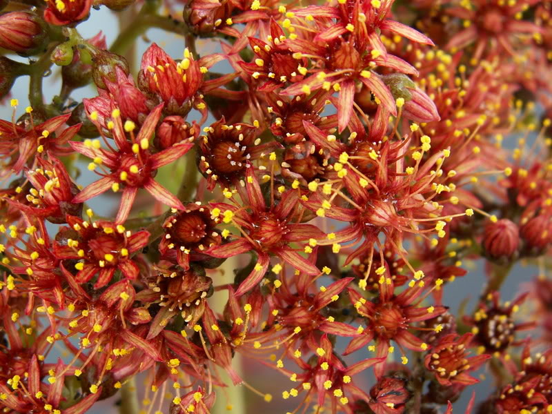 Aeonium hybrides PICT3761