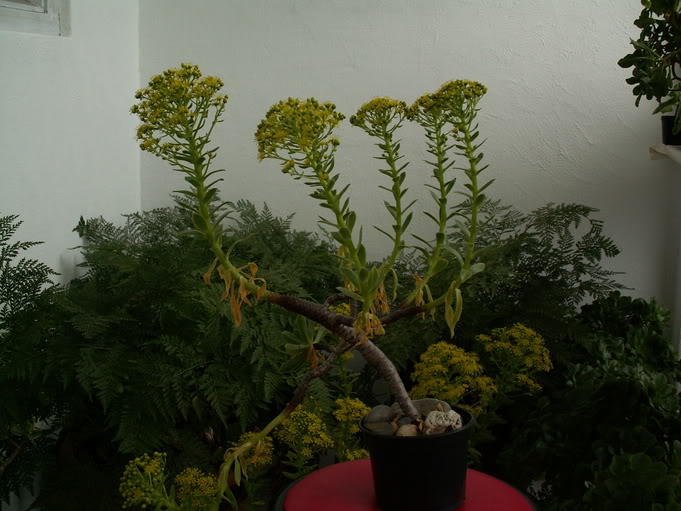 nouveau cultivar ( Aeonium) Pict1481