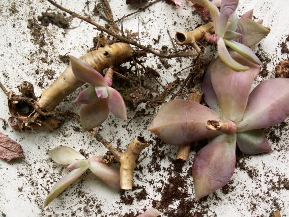 l'aide de bouturer Graptopetalum paraguayense PICT1857