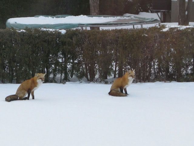 Rencontre inusitée à Vaudreuil-Dorion 0141-1