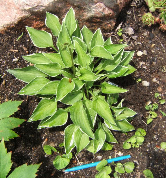 Hosta HAllenMcConnel